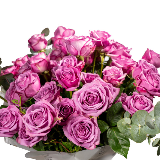 Rose de Layla - Majesté Violette
